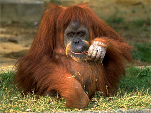 orangutan